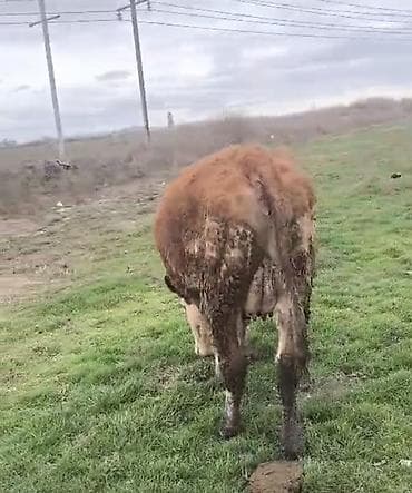 südü ineyler: Dişi balaynan 1 ci qarin duye 8-10 südü var — 4