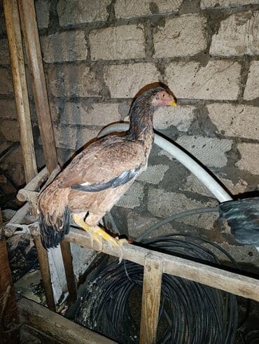 toyuq cücə satışı: Xoruz, il: 1, Ödənişli çatdırılma — 3