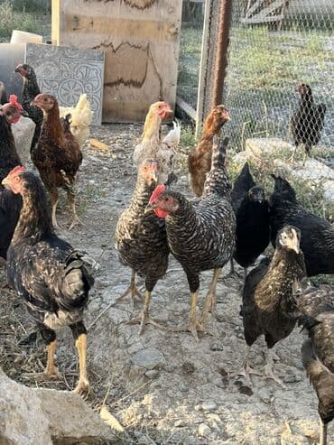 cücə və xoruz: Toyuq, Australorp, Brama, Damazlıq, Ünvandan götürmə — 4