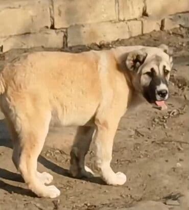 ov itləri: Kanqal, Erkek — 2