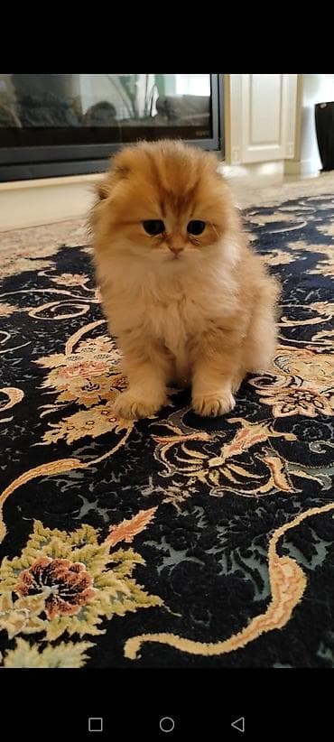 britan pişik: Qızıl şinşilla, Erkək — 1