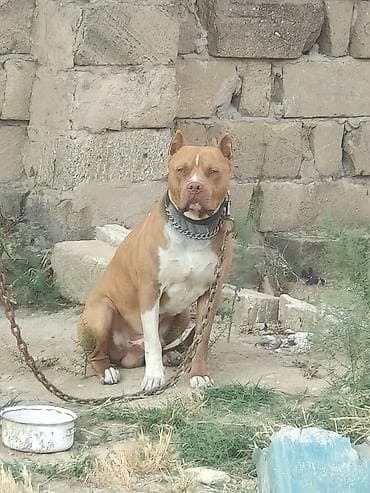 pitbull it: Pitbul — 1