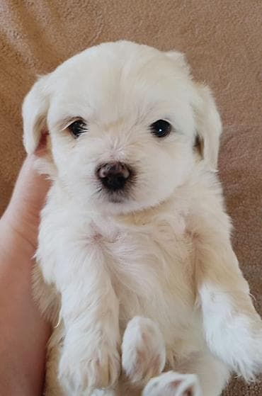 xaski gence: 1 ay — 3