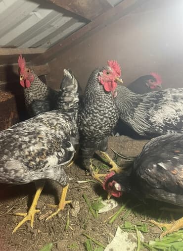 Toyuq, Damazlıq lalafo.az -da Toyuq, Damazlıq