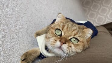 Heyvanlar üçün mallar: Qızıl şinşilla, Erkək, Cütləşmə üçün — 1