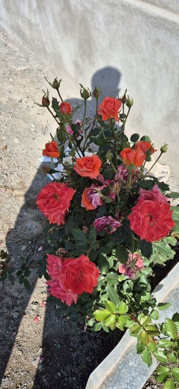 qapi dekoru: Saqı Gülçülük – Tərtərin ən gözəl gülləri Bir gül təkcə ətriylə deyil — 18