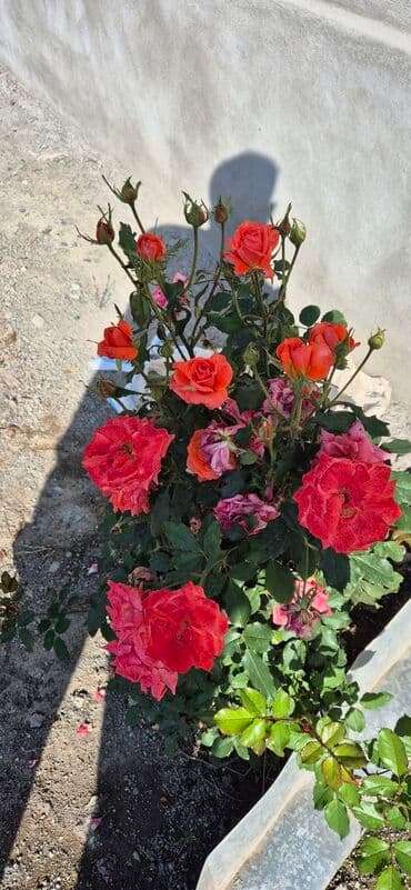 qapi dekoru: SAQI Gülçülük – Tərtərin ən gözəl gülləri • Öz bağımızda yetişdirilən — 17