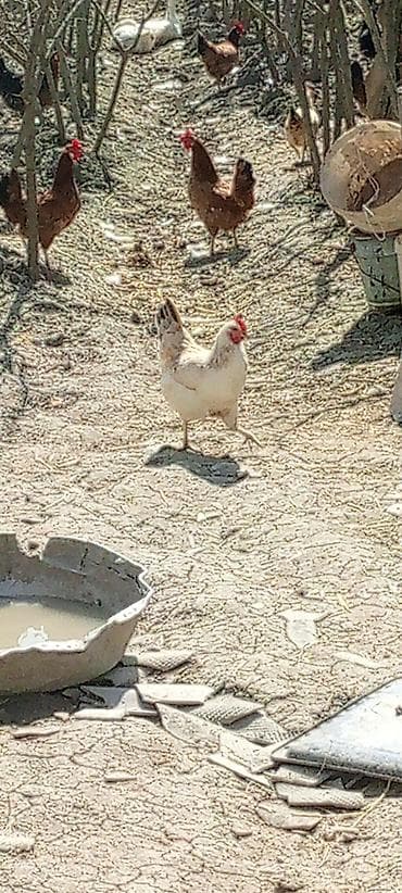 Quşlar: Sərbəst gəzinti şəraitində bəslənən yerli toyuq və xoruzlar Məhsul — 5