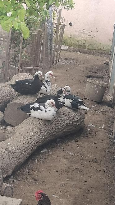 Dişi, | Lal ördək, Damazlıq, Ünvandan götürmə