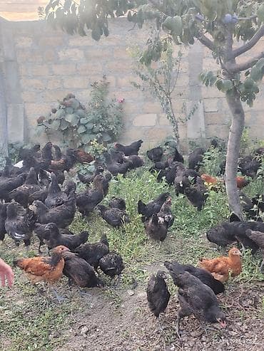 cuca: 🐔 Australorp Toyuqun cücələri satışda! Şəkildə qeyd olunmuş — 3