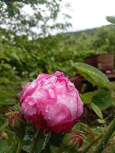 ciledagi bitkisi: Salam 17di yaşim var xanimama Quba rayonunda satici flan işi axtariram — 1