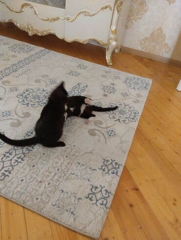 İtlər: Yaxşı əllərə — 10