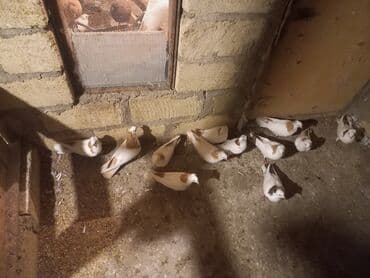 клетка для попугая купить: Məhsul: Qübbəli quşxanada saxlanan dekorativ göyərçinlər dəsti — 2