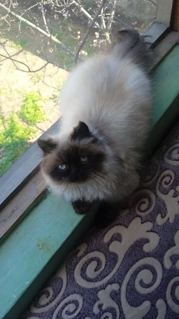 Животные: Сиамская, Самка, Бесплатная доставка, Платная доставка, Доставка в районы — 4