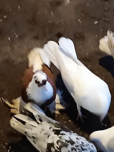 Göyərçinlər: Qardaşlar gördüyünüz quşalar satılır 1 dənə şişman erkek 1 dənə London — 1