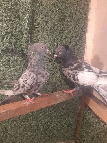 karella quslari: Məhsul: Göyərçinlər – müxtəlif cins və rənglərdə cütlər Təsvir: - — 2