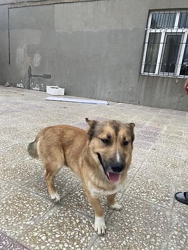 İtlər: Zvonok, 1 il, Erkek, Peyvəndli — 2