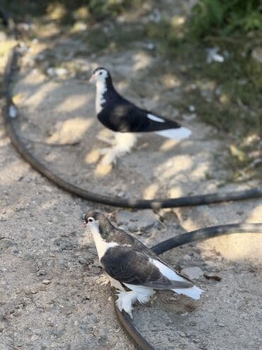 мейн кун купить в баку: Salam herkese Dekorativ goyercinler satilir 0504240736 Unvan seki — 3