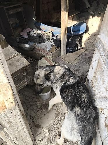 tap.az itlerin satisi: Alman çoban iti — 3