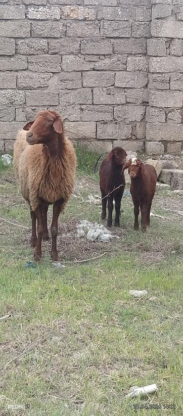 əmlik quzular: Bir ana iki bala quzular dişidi ÜNVAN BAKI şəhəri buzovna — 3