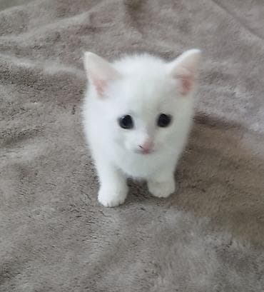 Птицы: Самец, Самовывоз — 3