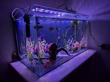 akvarium bitkiləri: Dördbucaq akvarium, Balıqlarla birlikdə, 300 l, Pulsuz çatdırılma — 3