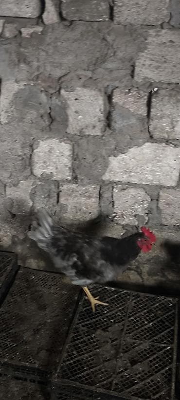 rahibə toyuqlar: Toyuq, Yumurtalıq — 9