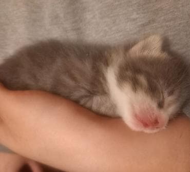 keçiler: Yaxşı əllərə — 3