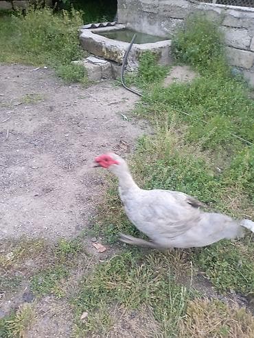 mandarin ördəklər: Salam, damazlıq bir yaş yarımlıq aktiv lavanda erkey lal ördey — 5