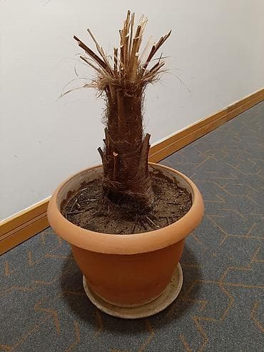 Böyük ölçülü terrakota dibçək və alt qabı - Material: bişmiş gil