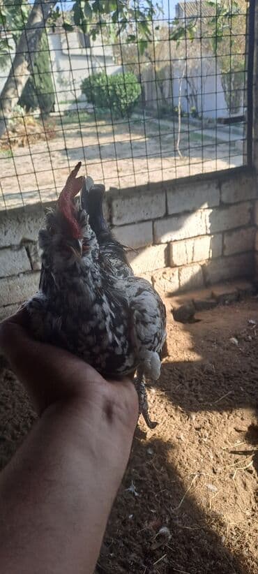 Xoruzlar: Xoruz, Yapon, il: 4 — 4