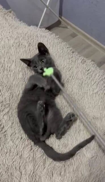 pişiklərin qiyməti: Britan, Erkək, Yaxşı əllərə — 2