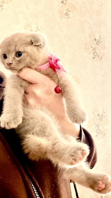 keci balası: Şotland yastı qulaq, Dişi — 3