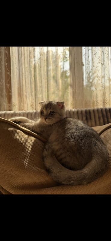 pişik latoku: Şotland yastı qulaq, Erkək, Yaxşı əllərə, Ünvandan götürmə — 4