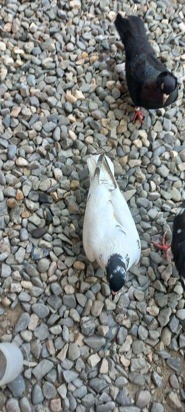 göyercin yuvası: Məhsul: Qüvvətli uçuş və baxımlı görünüşə malik ev göyərçinləri — 14