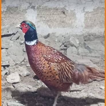 сетка для клетки попугая: Hal-xallı gözəl naxışlı lələk örtüyünə malik kişi fazan. - Parlaq — 1