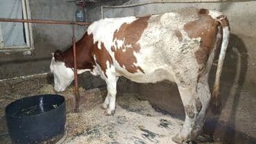 smental inekler: Saf qan simental erkək buzov. Anası şəkildə gördüyünüz simentaldı. 1 — 4