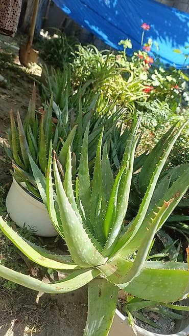 Müalicəvi Aloe Vera bitkisi, çox xeyirlidir, kosmetologiyada və xalq