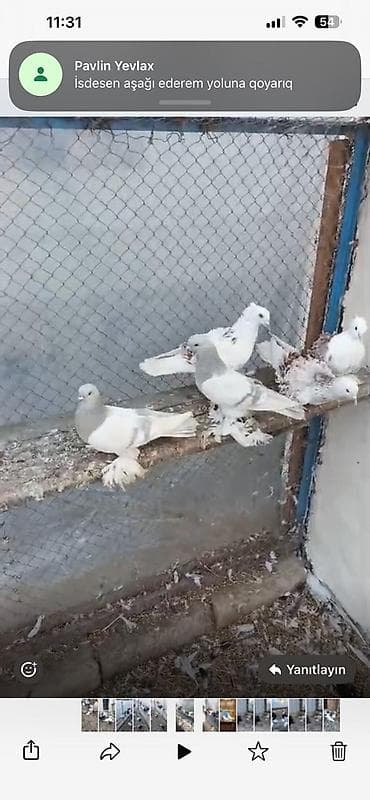 goyercin aliram: Satılır: dekorativ göyərçinlər super quşlardır Deyerinden ucuza — 5