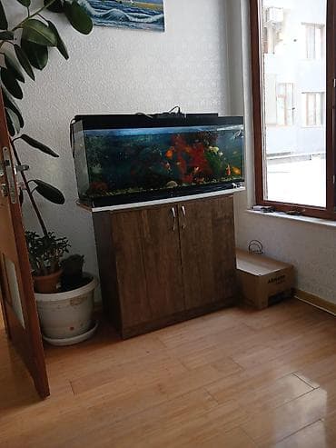 akvarium dekor: Salam. 21 ədəd balig akvariumnan bir yerdə satilir. Əlagə nömrəsi 050 — 1