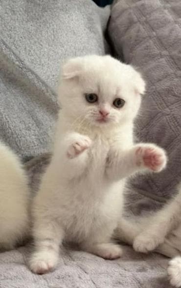 Britan lalafo.az -da Britan