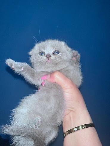 Şotland yastı qulaq