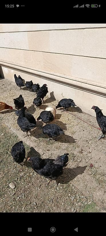 gence toyuqlar: Təmiz qan avstraloplar satılır. Biri 20 m. 4 aylıqdırlar. qarışıq — 1