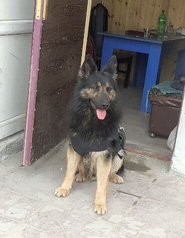 çoban iti satılır: Alman çoban iti, 1 il, Erkek, Peyvəndli, Ünvandan götürmə — 3