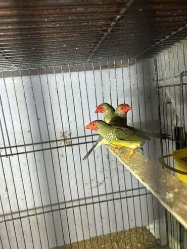 Digər quşlar: Trasnikoviy amadin 3 ededdir. 1 ededi 40 azn. 3-ü bir yerde olsa 100 — 1