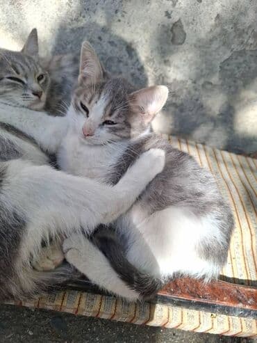 Erkək lalafo.az -da Erkək