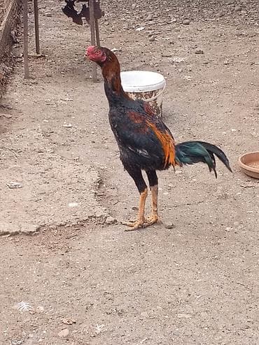 balaca heyvanlar: Salam aleykum herkese heyratı colpası satlr temız shamodu 7 ayna teze — 1