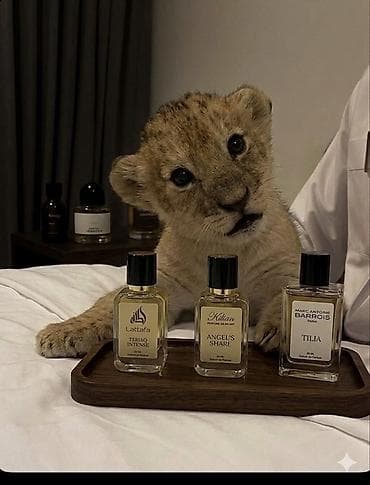 Müxtəlif markalı, zərif şüşə butulkalarda təqdim olunan ətirlər