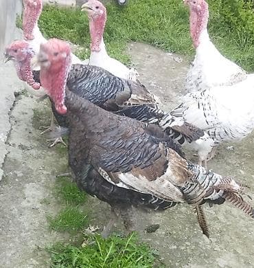 dovşan eti: Məhsul: Hind toyuğu (canlı və kəsilmiş)diri 1kq 14m temiz 1kq 15m — 3