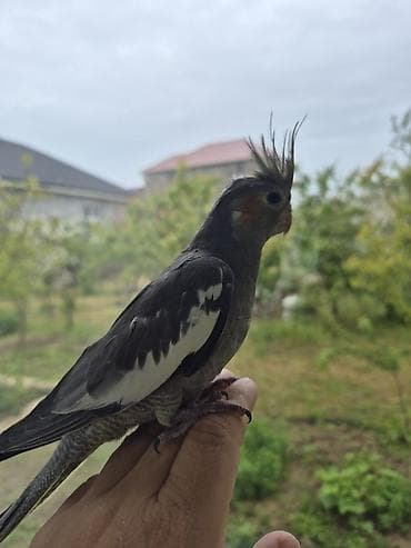 kakadu quşu: Nimfa (Cockatiel) – boz-ağ rəngli, daraqlı - Növ: Nimfa (Cockatiel) - — 1